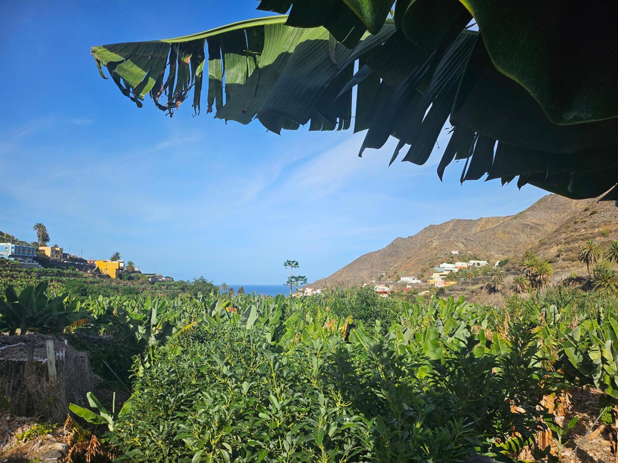 Casa Erika Villa Hermigua Eksteriør bilde